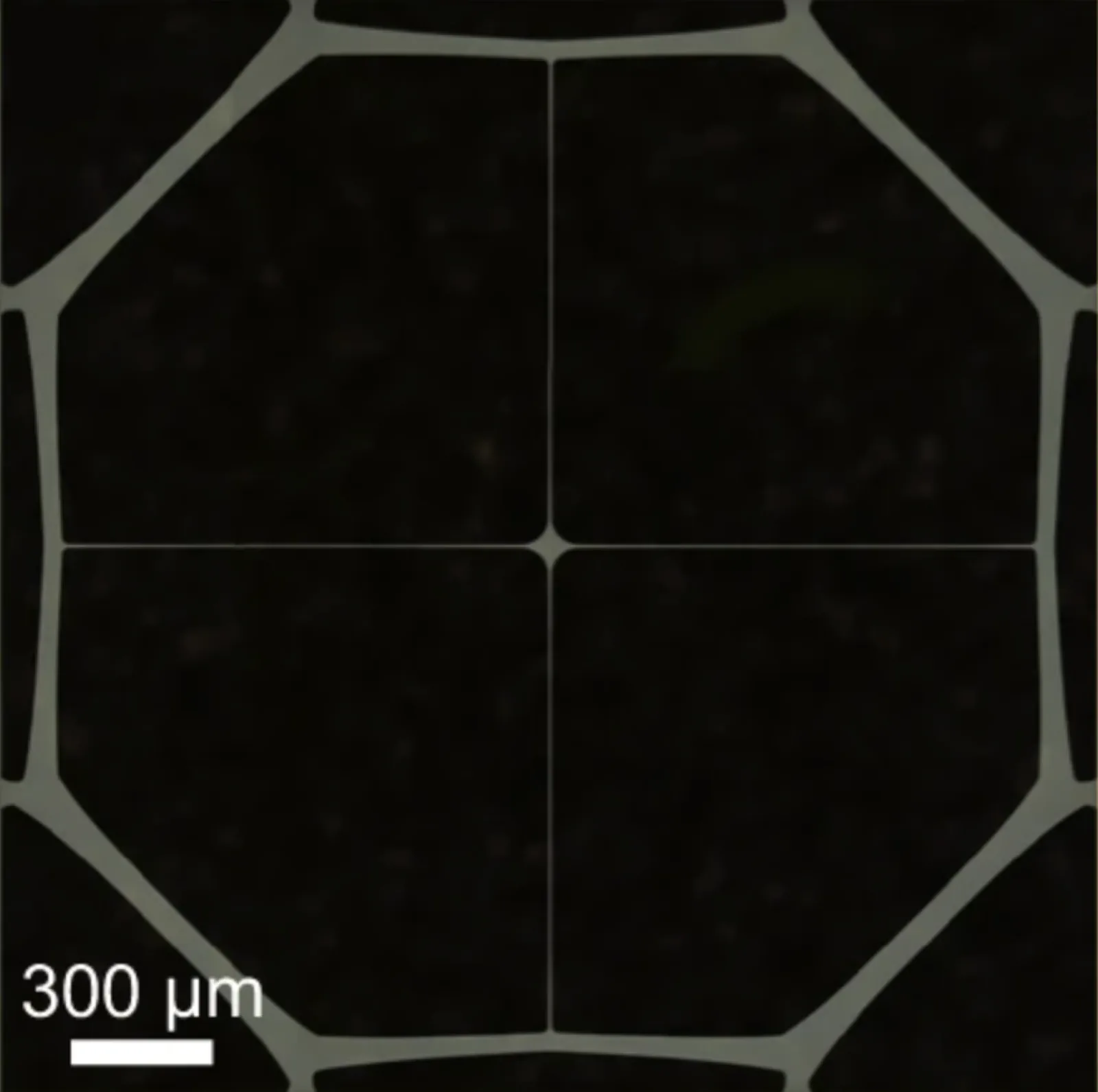A hierarchical wheel membrane